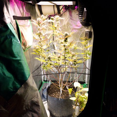 No haircut growlog photo: Curious to see swelling begin.