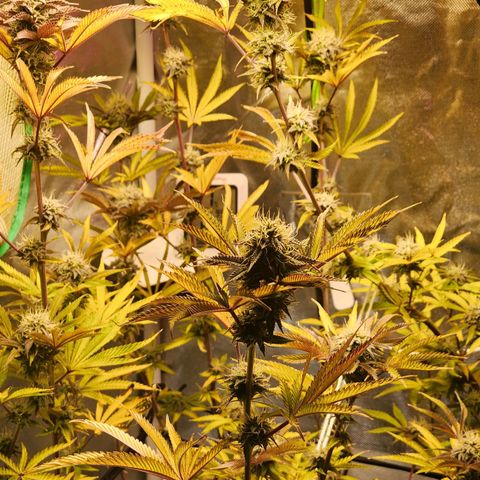 No haircut growlog photo: Curious to see swelling begin.