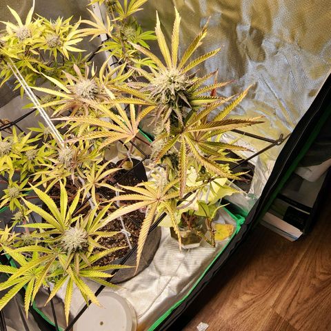 No haircut growlog photo: Curious to see swelling begin.