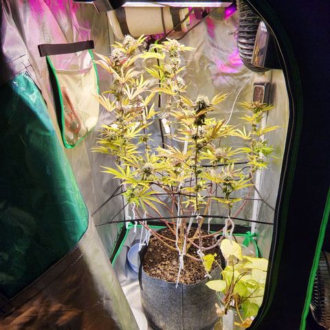 No haircut growlog photo: Curious to see swelling begin.