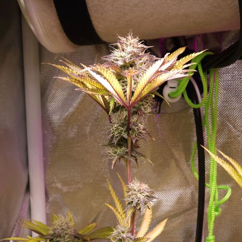 No haircut growlog photo: Looks okay I guess.