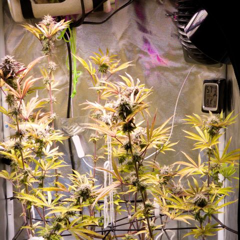 No haircut growlog photo: Looks okay I guess.