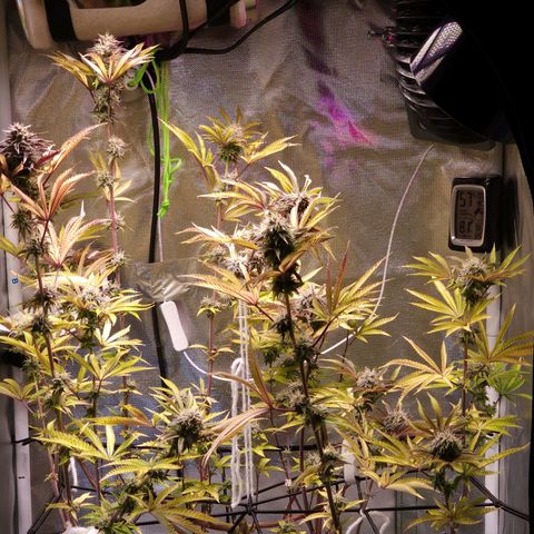 No haircut growlog photo: Looks okay I guess.