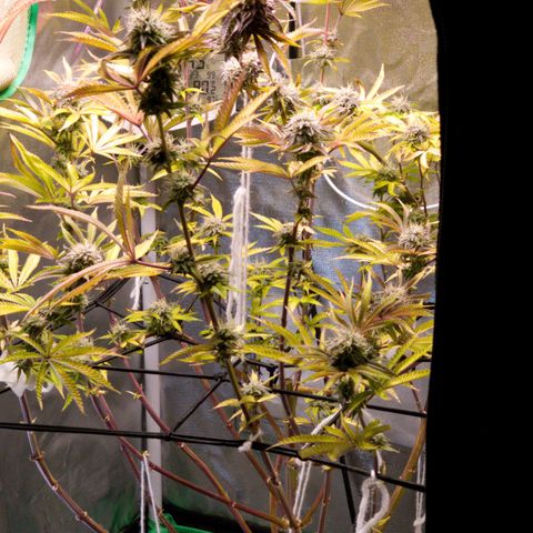 No haircut growlog photo: Looks okay I guess.