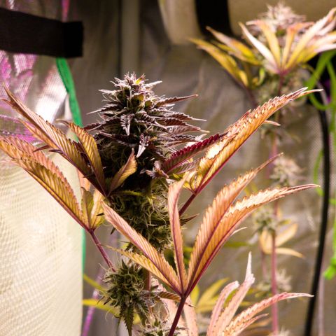 No haircut growlog photo: Looks okay I guess.