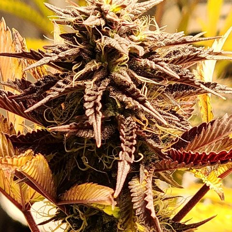 No haircut growlog photo: Will flush today, soil is dry