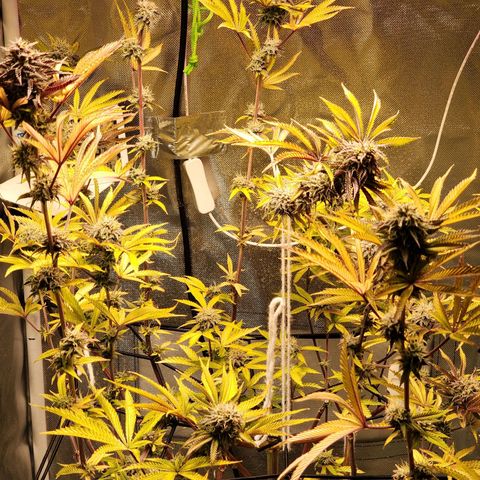 No haircut growlog photo: Will flush today, soil is dry