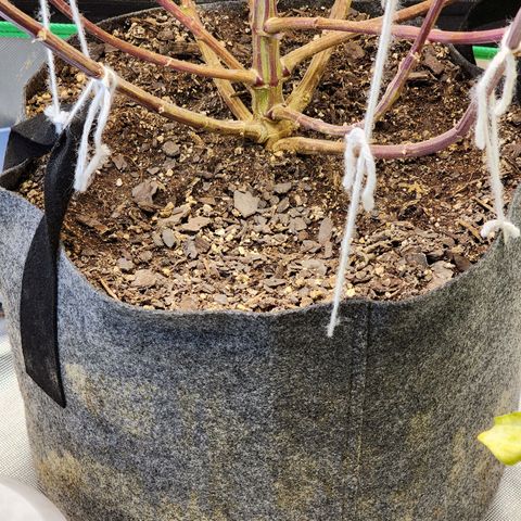 No haircut growlog timeline photo