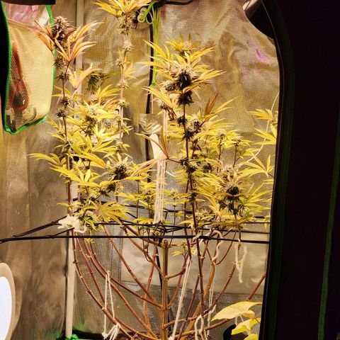 No haircut growlog photo: Will flush today, soil is dry