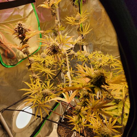 No haircut growlog photo: Humm...