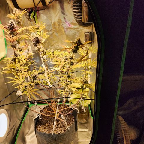 No haircut growlog photo: Humm...