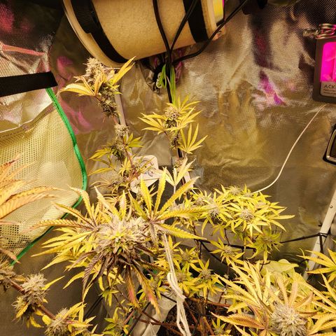 No haircut growlog photo: Humm...