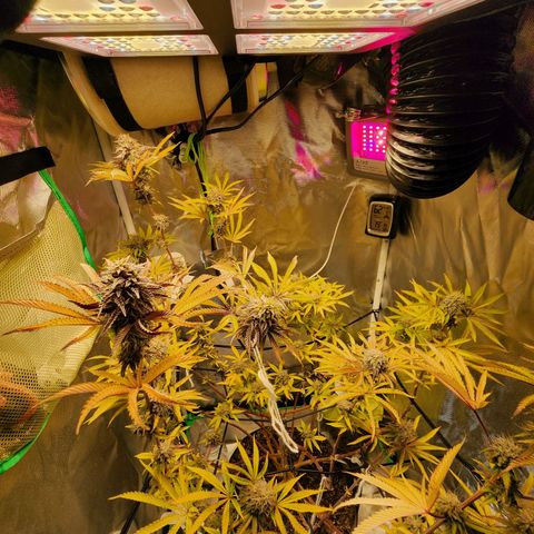 No haircut growlog photo: Humm...