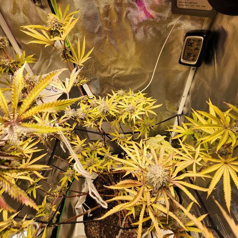 No haircut growlog photo: Humm...