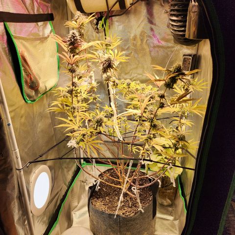 No haircut growlog photo: Humm...