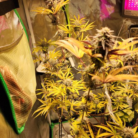 No haircut growlog photo: Humm...