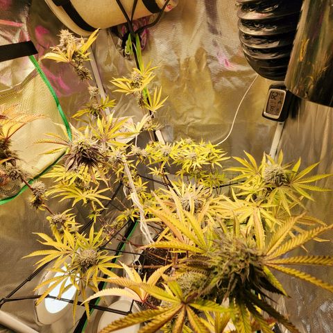 No haircut growlog photo: Humm...