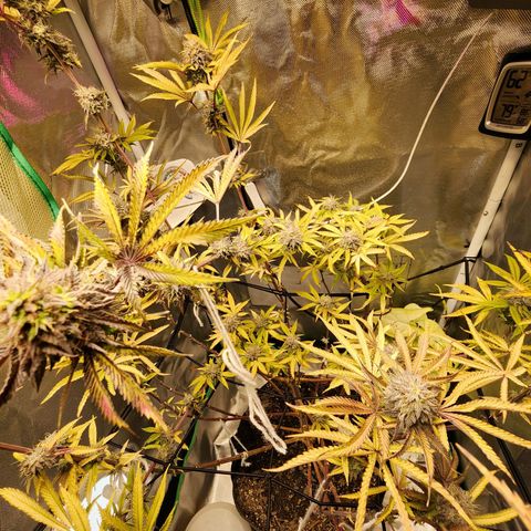 No haircut growlog photo: Humm...