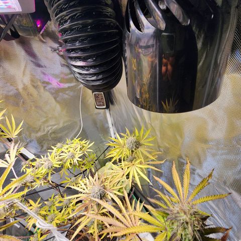 No haircut growlog photo: Humm...