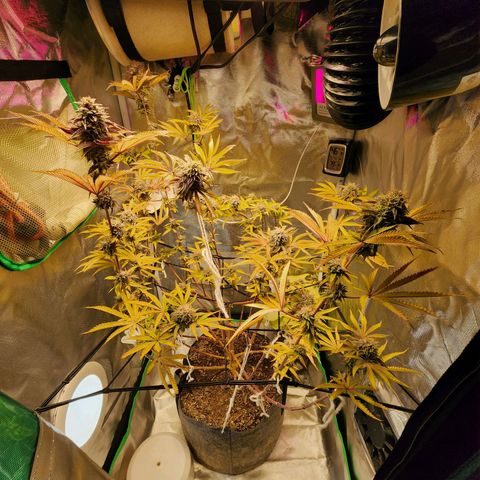 No haircut growlog photo: Buds