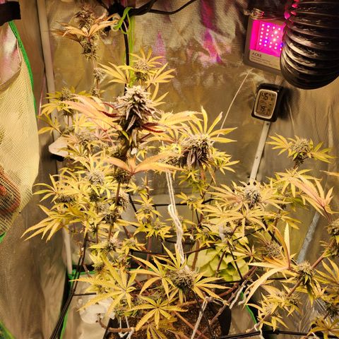 No haircut growlog photo: Buds