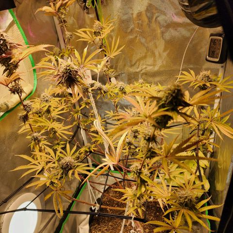 No haircut growlog photo: Buds