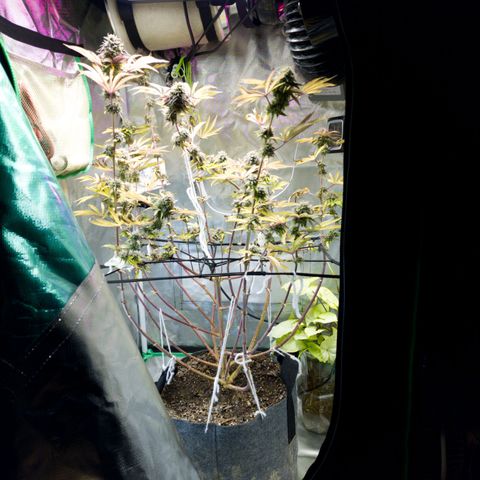 No haircut growlog photo: ....