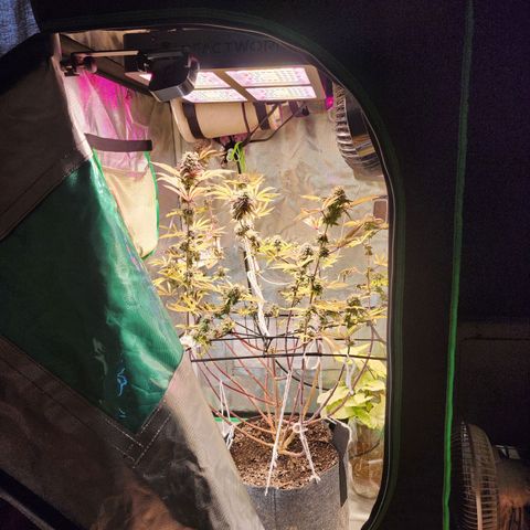 No haircut growlog photo: ....