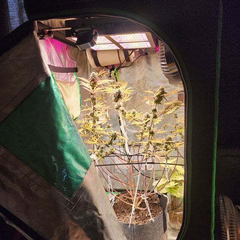 No haircut growlog photo: ....