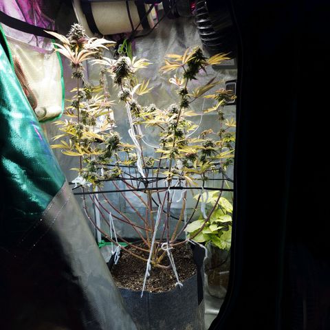 No haircut growlog photo: ....