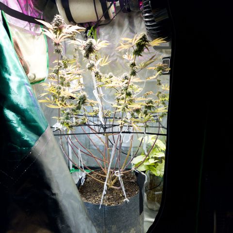 No haircut growlog photo: ....