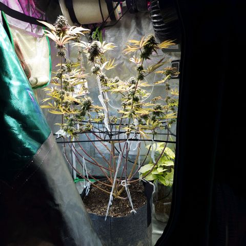 No haircut growlog photo: ....