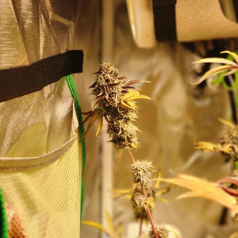 No haircut growlog photo: Harvest?