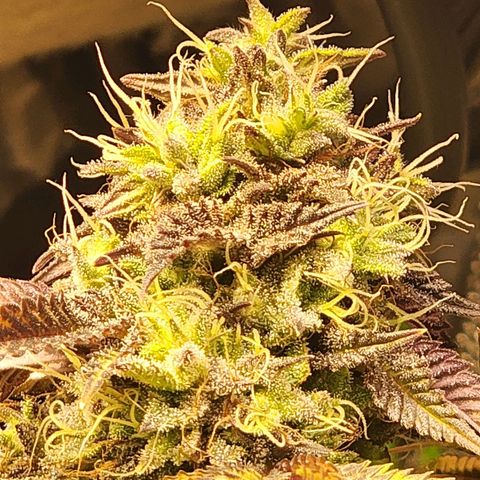 No haircut growlog photo: Harvest?