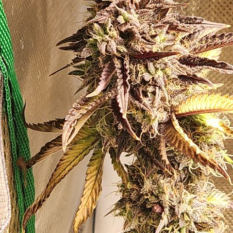 No haircut growlog photo: Harvest?