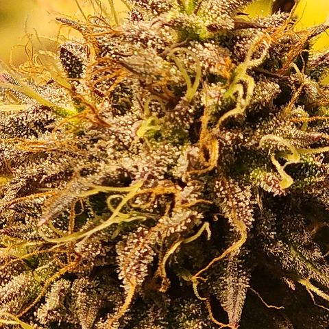 No haircut growlog photo: Harvest?