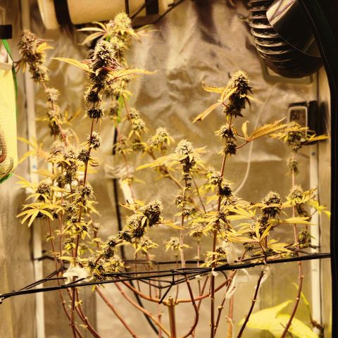 No haircut growlog photo: Harvest?