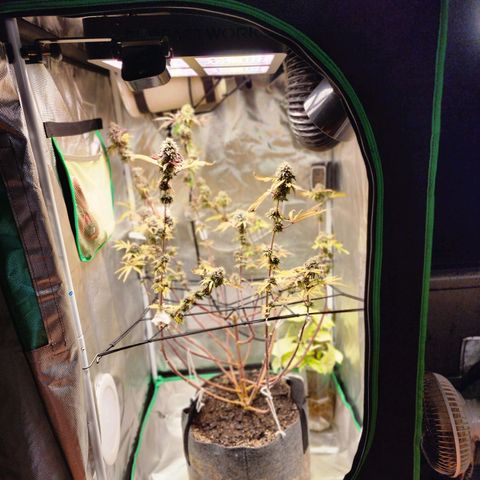 No haircut growlog photo: Harvest?