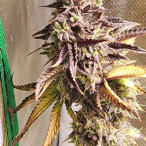 No haircut growlog photo: Harvest?