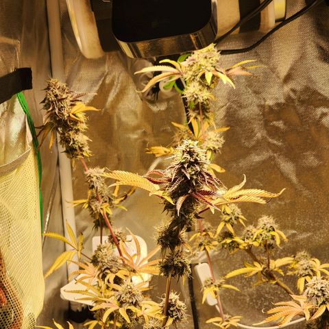 No haircut growlog photo: Harvest?