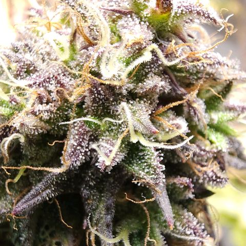 No haircut growlog photo: Ready?