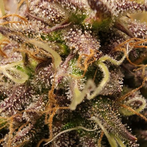 No haircut growlog photo: Ready?