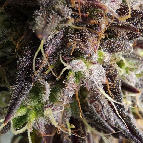 No haircut growlog photo: Ready?