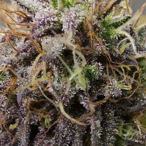 No haircut growlog photo: Ready?