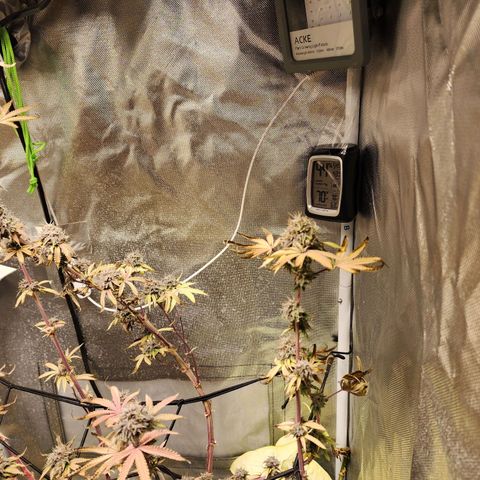 No haircut growlog photo: ...