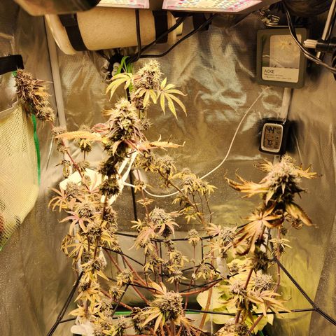 No haircut growlog photo: ...