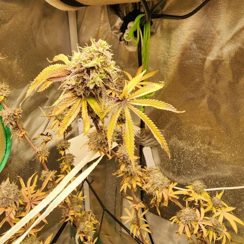 No haircut growlog photo: ...