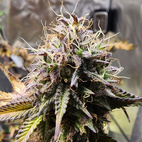 No haircut growlog photo: ...