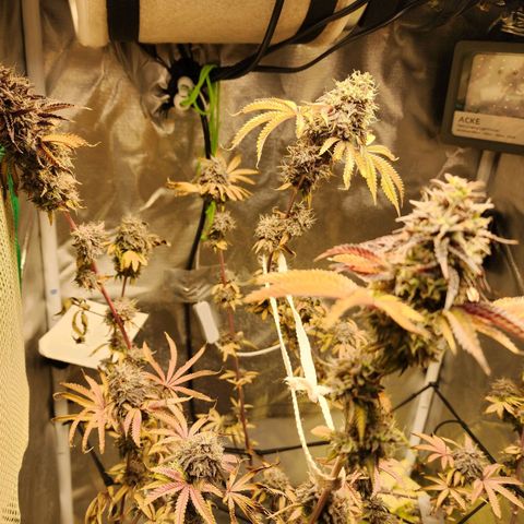 No haircut growlog photo: ...