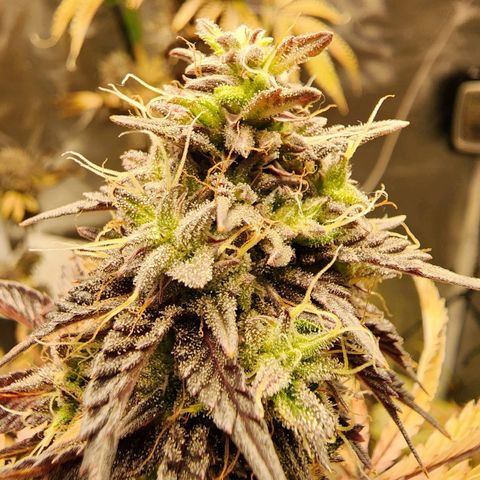 No haircut growlog photo: ...